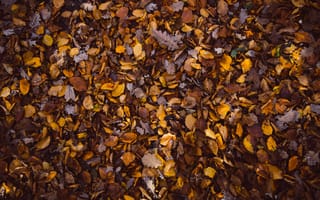 Картинка текстура, лист, опавшие листья, листья, бесплатные, осень, лиственный, сезон, природа