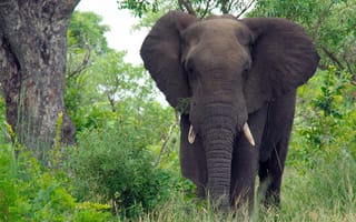 Картинка приключения, животное, Африка, джунгли, дикая природа, животные, парк крюгера, слоны и мамонты, фауна, Южная Африка, Саванна, Сафари, индийский слон, африканский слон, слон, млекопитающее