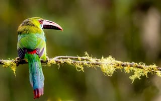 Картинка попугай тукан, зелёный, бесплатные фотографии, птицы, клюв, перо