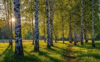 Картинка пейзаж, природа, солнечные лучи, зеленая трава, дорожка, утро, HD, березовый лес, зелень, уют, лето, стволы берез, трава, солнце, тропинка, роща, береза, вечер, нейросеть, атмосфера, 2k, аллея, весна, 1920х1080, 4k, закат, деревья, длинные тени, поляна, реализм, листва, восход, березовая роща, тени, заставка, ИИ, березы, луг, свежесть, рабочий стол, 16:9, свет, блики, опушка, солнечный свет, белая кора