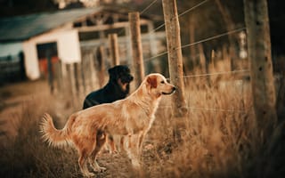 Картинка золотой ретривер, пушистые, собаки, бесплатные, поле, милая, забор