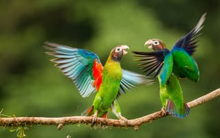 Картинка два попугая, крылья, бесплатные фотографии, птицы, сидят на ветке