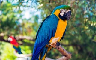 Картинка попугай ара, большой попугай, птицы, попугай на ветке, бесплатные фотографии