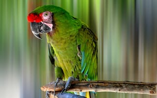 Картинка попугай ара, зеленый попугай, зеленые перья, сидит на ветке, бесплатные фотографии, птицы