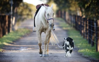 Картинка собака, щенок, бесплатные фотографии, лошадь, прогулка, белая лошадь, животные
