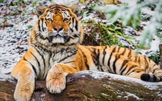 Картинка Сибирский тигр, лежа, хищник, зима, дикая природа, отдых, бесплатные фотографии, большие кошки, кошки