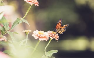 Картинка бабочка, природа, растения, монарх, насекомые, на открытом воздухе, бесплатные, подробности, лето, крупным планом, красочный, жук, красота, цветок, сад, крылья, цветочный, дикая природа, насекомое, нежный, дикие