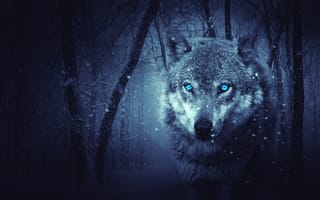 Картинка снег, волк, природа