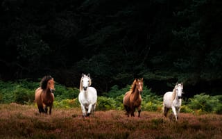 Картинка лошади, коричневый, белый, бежит, бесплатные фотографии, животные