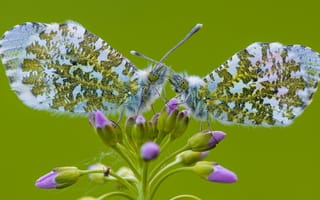 Картинка бабочка, природа, насекомое, цветы, бесплатные, макро, два, размытость