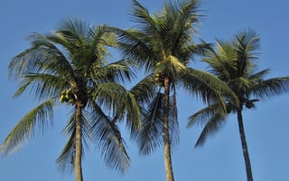 Картинка дерево, природа, продукт, Рио, королевские пальмы, цветущее растение, тропический, растение, jamaica, деревья, карибский бассейн, наземное растение, ветвь, цветок, синее небо, ветер, древесное растение, ареалы, небо, пейзажи, кокосовые деревья, финиковая пальма, пальмовое семейство, посетить, экзотические, синий, пальмировая пальма, ботаника