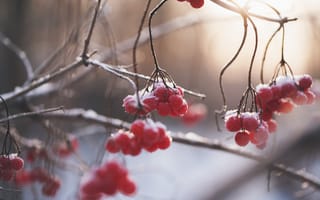 Картинка дерево, ветвь, замораживание, веточка, осень, зима, красный, макросъёмка, бесплатные фотографии, снег, еда, природа, флора, весна, продукт, мороз, крупным планом, ягода