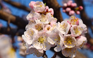Картинка весна, ветви, бесплатные, крупным планом, цветок абрикоса, макро