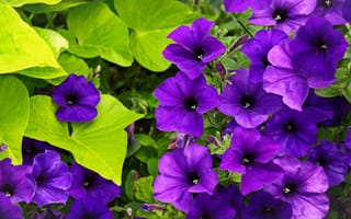 Картинка фиолетовый, цветы, на открытом воздухе, сад, природа, поле, цветущие, цветочный, солнечный свет, цветок, рост, нежный, растение, флора, бесплатные