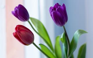 Картинка тюльпаны, цветы, весенний привет, букет, 8 марта, женский день, бесплатные, весна