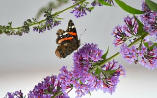 Картинка бабочка, пурпурный цветок, ветви, насекомое, насекомые