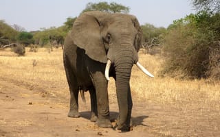 Картинка дикая местность, приключения, Африка, животные, заповедник, африканский буш-слон, слон, млекопитающее, Саванна, индийский слон, слоны и мамонты, фауна, дикая природа, африканский слон, Сафари