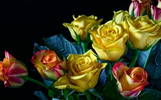 Картинка желтые розы, крупным планом, букет, цветы