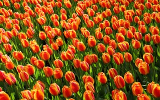 Картинка растение, цветок, лампы, тюльпаны, семья лилий, лепесток, красный, Голландия, цветы, оранжевый, цветущее растение, Нидерланды, тюльпан, наземное растение