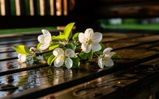 Картинка яблоня, цветы яблони, роса, тепло, 2k, красивое, HD, деревянный стол, 4k, капли дождя, цветение, зелень, трава, размытый, природа, флора, терраса, рассвет, арт, лакированное дерево, 16:9, 1920х1080, лучи солнца, блики, цветущая ветка, мокрая поверхность