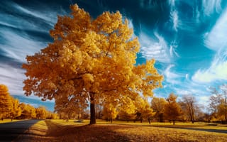 Обои осень, природа, деревья, пейзаж, небо, дорога, поле