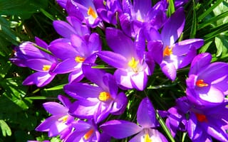 Картинка цветок, растение, цветы, семейство ирисов, наземное растение, весна, лепесток, цветения, ботаника, фиолетовый, цветущее растение, крокус, флора