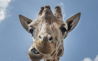 Картинка небо, животное, зоопарк, рот, жираф, жирафы, узор, коричневый, близко, фауна, сетчатый, млекопитающее, африканский, лицо, дикая природа, смешно, глаза, портрет, позвоночные, животные, шея, уши, голова, рога