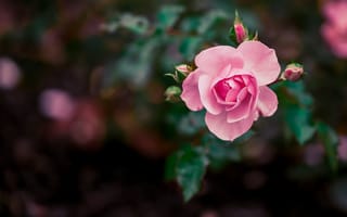 Картинка розовый, роза, природа, место для копирования, нежный, растения, цветочный, сад, цветы, лепестки, яркость, цветок, цветения, прекрасная, весна, бутон розы, на открытом воздухе, розовая роза, крупным планом, лето, свежие