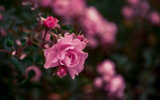 Картинка розовый, роза, цветок, прекрасная, сад, размытый, цветения, растения, милая, на открытом воздухе, природа, цветы, лето