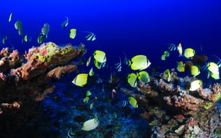Картинка море, природа, рыба, тропический, помацентрия, биология, красочный, среда обитания, подводный, atolll, биология моря, рыбы кораллового рифа, морской, кормления, организм, окружающая природа, риф, аквариум, подводный мир, соленая вода, пресноводный аквариум, коралловый риф, плавание, океан, дикая природа, кораллы