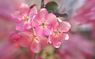 Обои sakura, ветка, Cherry Blossoms, цветы