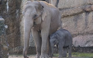 Картинка дикая природа, зоопарк, млекопитающее, индийский слон, молодой слон, слоненок, слоны и мамонты, животные, африканский слон, фауна, слон