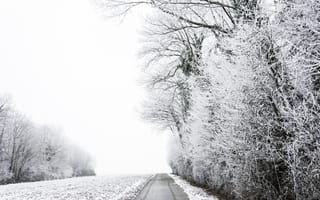 Картинка дерево, ветвь, погода, зима, зимняя буря, черно-белый, снежная буря, монохромная, снег, древесное растение, пейзажи, замороженный, монохромный, дорога, атмосферное явление, дождь и снег вперемешку, замораживание, сезон, мороз
