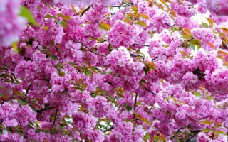 Картинка sakura, цветы, ветка, Cherry Blossoms
