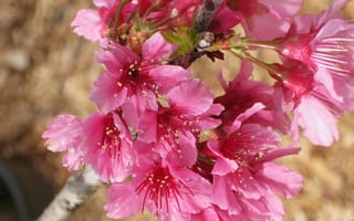 Обои sakura, ветка, цветы, Cherry Blossoms