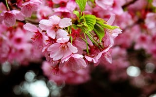 Обои sakura, цветы, Cherry Blossoms, ветка