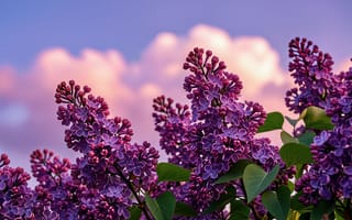 Картинка сирень, цветущая сирень, сиреневые цветы, красивый вид, ИИ, природа, вечерний свет, цветы крупным планом, свежесть, мягкое освещение, флора, 2k, рабочий стол, сад, фиолетовые цветы, кучевые облака, ветка сирени, ботаника, лепестки, размытый, теплый свет