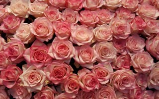 Картинка цветок, растение, садовые розы, роза, розовая роза, лепесток, розовая семья, букет цветов, роза сентифолия, цветущее растение, флорибунда, наземное растение, розовый, цветения, срезанные цветы, цветы, организация цветов, флористика
