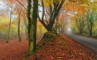 Картинка осень, дорога, пейзаж, деревья