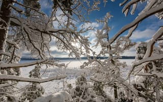 Картинка зима, снег, озеро, деревья, ветки