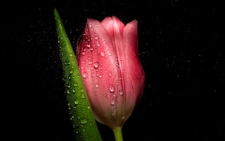Картинка тюльпаны, флора, цветы, чёрный, тюльпан