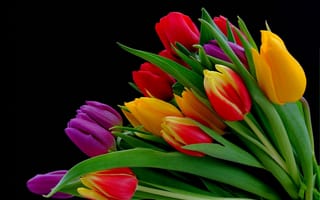 Картинка тюльпаны, цветы, тюльпан, флора