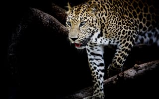 Обои Leopard portrait, хищник, леопард