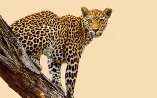 Картинка Leopard, животное, леопард, хищник
