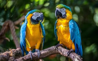 Картинка Blue Macaws, попугаи, птицы