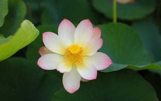 Картинка Lotus, флора, водоём, красивые цветы, водяная красавица, лотос, красивый цветок, лотосы, цветок, цветы