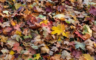 Картинка листья, осень, опавшие, природа, кленовые, разноцветные