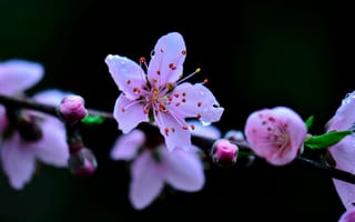 Картинка Cherry, ветка, макро, blossoms