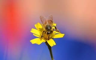 Картинка цветок, макро, пчела