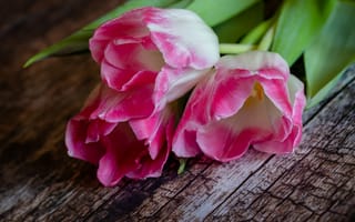 Картинка цветы, тюльпаны, на столе, крупным планом, флора